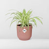 Chlorophytum Comosum Variegatum + pot ELHO Vibes Fold 14 cm rose Everspring