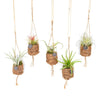 Mélange de Tillandsias Kokodama Birdnest - 8 pièces - Ø7cm - ↕5cm Everspring