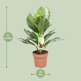 Aglaonema Silver Bay - Pervenche de Chine - Ø17cm - ↕55cm Everspring