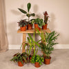 Boîte MIX de plantes pour extérieur - Ø12cm - 8x Everspring