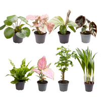Coffret surprise de bébés plantes - Ø6cm - ↕5cm - x8 Everspring