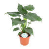 Alocasia Cucullata - Ø21cm - ↕80cm Everspring