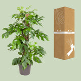 Monstera Minima - Ø19cm - ↕80cm Everspring