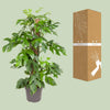 Monstera Minima - Ø19cm - ↕80cm Everspring