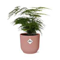 Asperges Setaceus ‘Plumosus’ + pot ELHO Vibes Fold 14 cm rose Everspring