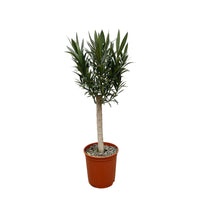 Nerium Oleander sur tige à fleurs roses - 110cm - Ø22 Everspring