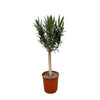 Nerium Oleander sur tige à fleurs roses - 110cm - Ø22 Everspring