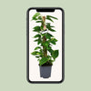 Scindapsus Epipremnum - Ø19cm - ↕80cm Everspring