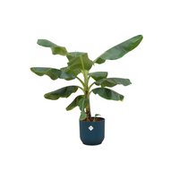 Bananier (Musa) + le pot Vibes Fold rond bleu Ø22 - 100 cm Everspring