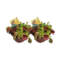 Dionaea Muscipula - 2 pièces - Ø12cm - ↕12cm Everspring