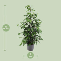 Ficus benjamina Danielle - Ø21cm - ↕95cm Everspring