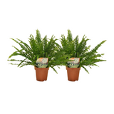 Nephrolepis krulvaren - 2 pièces - ø12 - ↕30cm Everspring