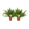 Nephrolepis krulvaren - 2 pièces - ø12 - ↕30cm Everspring