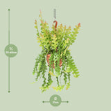 Epiphyllum Anguliger - Ø21cm - ↕60cm Everspring