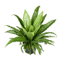 Asplenium Antiquum Osaka - Ø23cm - ↕60cm Everspring