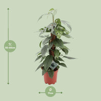 Epipremnum Pinnatum Cebu Blue - Ø17cm - ↕60cm Everspring