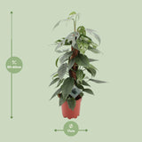 Epipremnum Pinnatum Cebu Blue - Ø17cm - ↕60cm Everspring