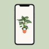 Alocasia Cucullata - Ø21cm - ↕80cm Everspring