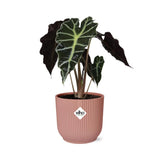 Alocasia ‘Polly’ en ELHO Vibes Fold 14 cm rose Everspring