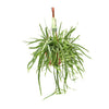Lepismium Bolivianum - Ø17 ↕55 Everspring