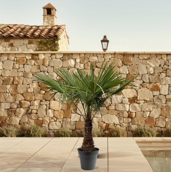 Trachycarpus Fortuneii - 220 - 240cm - Ø45 Everspring