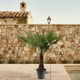 Trachycarpus Fortuneii - 220 - 240cm - Ø45 Everspring
