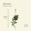 Scindapsus Pictus (Epipremnum) - 2 pièces - Ø15cm - ↕20cm Everspring