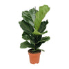 Ficus Lyrata - Ø17cm - ↕75cm Everspring