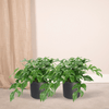 Monstera Minima - (Plante à trous) - 2 pièces - Ø15cm - ↕30cm Everspring