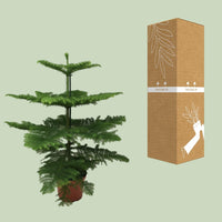Araucaria Heterophylla - Ø21cm - ↕70cm Everspring