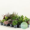 Green Mix Greenss - 24 pièces - Ø8,5cm - ↕10cm Everspring