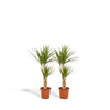 2x Dracaena - ↨90cm - Ø17cm Everspring