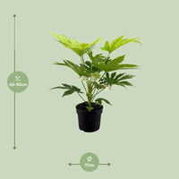 Toile d'araignée Fatsia Japonica - Ø17cm - ↕50cm Everspring