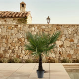 Trachycarpus Fortuneii - 160-180cm - Ø30 Everspring