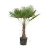 Trachycarpus Fortuneii - 180-200 cm - Ø40cm Everspring