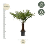 Trachycarpus Fortuneii - 220 - 240cm - Ø45 - GREEN OASIS - SHOP