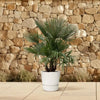 Trachycarpus multi tiges - 230cm - Ø50 Everspring