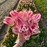 Tulipes - Appie's Best - 30 bulbes à fleurs - Taille 12+ - GREEN OASIS - SHOP