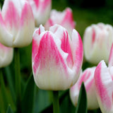 Tulipes - Appie's Best - 30 bulbes à fleurs - Taille 12+ - GREEN OASIS - SHOP