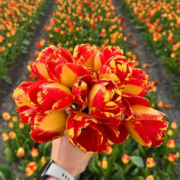 Tulipes 