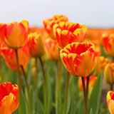 Tulipes "Banja Luka" – 15 bulbes à fleurs – Taille 12+ - GREEN OASIS - SHOP