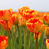 Tulipes "Banja Luka" – 15 bulbes à fleurs – Taille 12+ - GREEN OASIS - SHOP