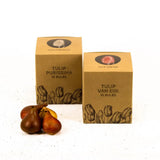 Tulipes - Elly's Choice - 30 bulbes à fleurs - Taille 12+.