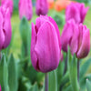Tulipes "Gomera" – 15 bulbes à fleurs – Taille 12+ - GREEN OASIS - SHOP