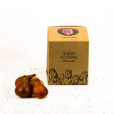 Tulipes "Gomera" – 15 bulbes à fleurs – Taille 12+ - GREEN OASIS - SHOP