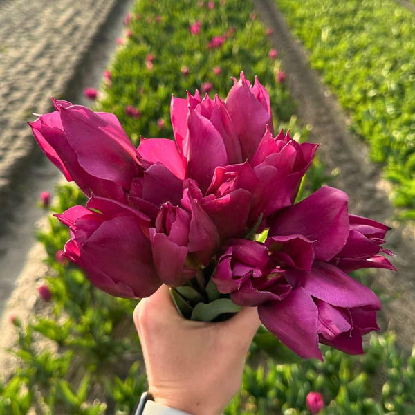 Tulipes 
