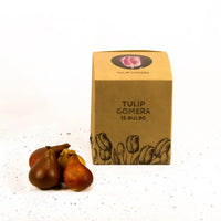 Tulipes "Gomera" – 15 bulbes à fleurs – Taille 12+.