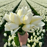 Tulipes - Nadine's Happiness - 30 bulbes à fleurs - Taille 12+ - GREEN OASIS - SHOP