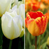 Tulipes - Nadine's Happiness - 30 bulbes à fleurs - Taille 12+ - GREEN OASIS - SHOP