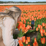 Tulipes "Orange Emperor" – 15 bulbes à fleurs – Taille 12+ - GREEN OASIS - SHOP